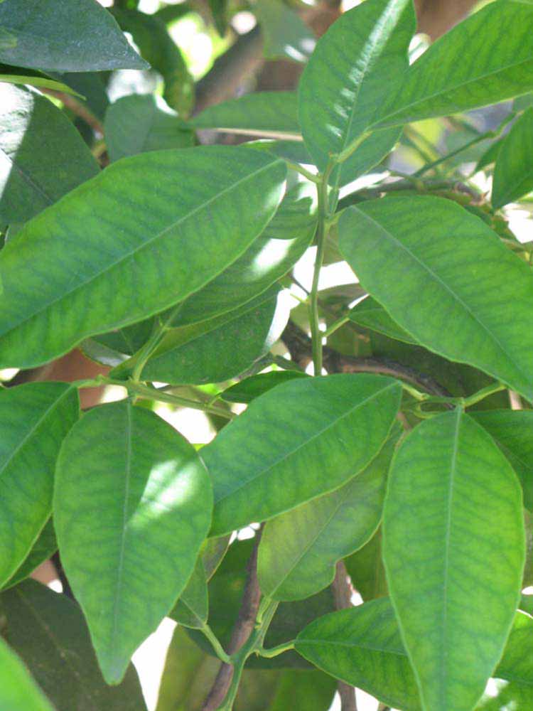              Shade leaves (Riverside, CA)       